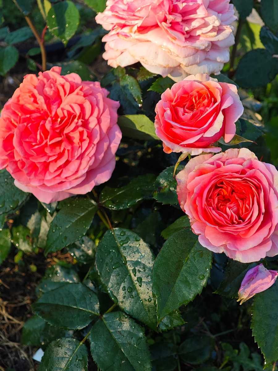 Прекрасный Чиппендейл, Мисс роза