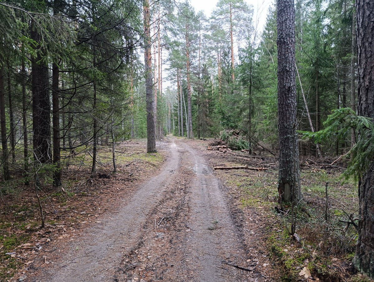 Лесная дорога