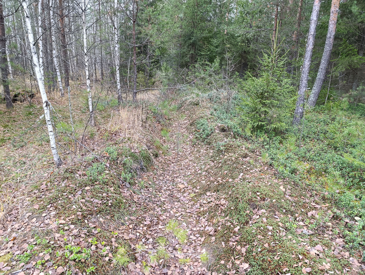 Канавка с маслятами