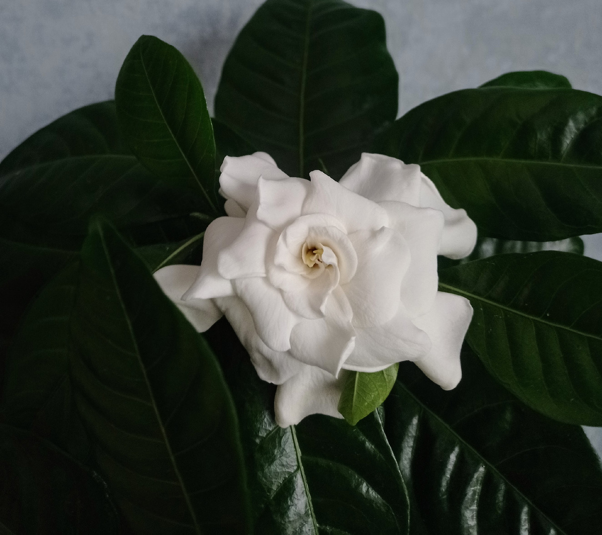 Тёмные блестящие листья и белоснежные ароматные цветы — это моя любовь с первого взгляда 