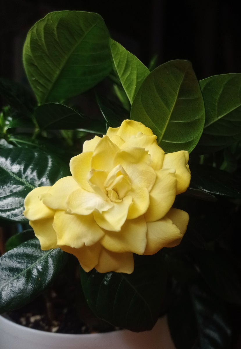 У меня сорт Golden Magic — цветки этого сорта по мере старения становятся ярко-жёлтого цвета. Я этот сорт как-то полгода выискивала 🤭