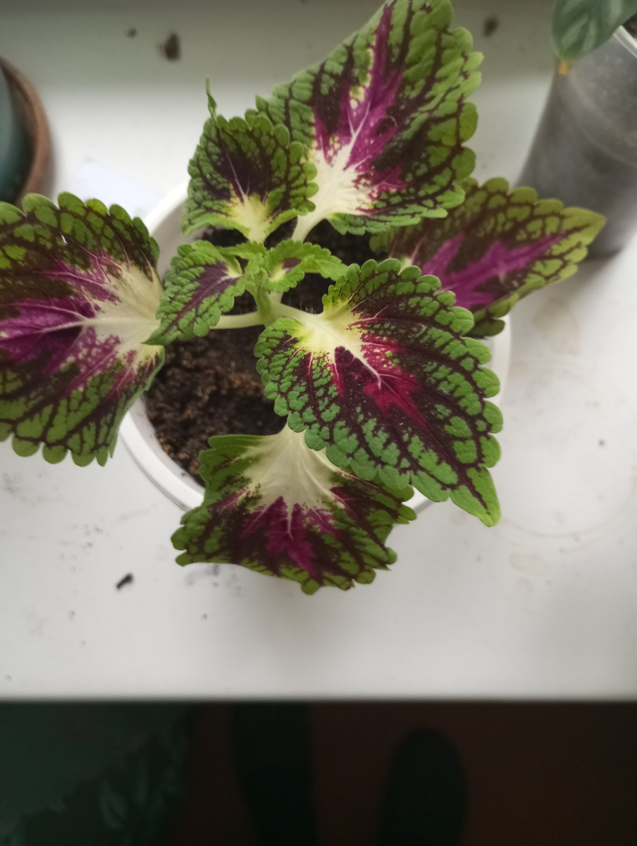 фото автора: бывший колеус 