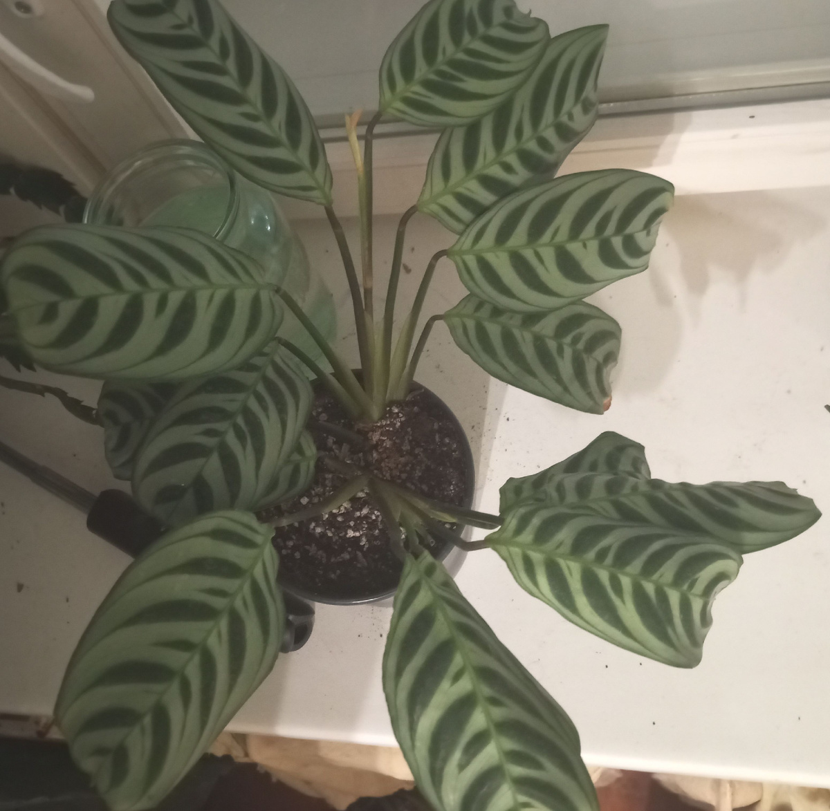 фото автора калатея дома 