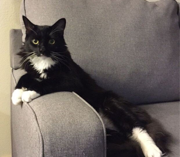 5 неявных признаков проявления кошачьей любви