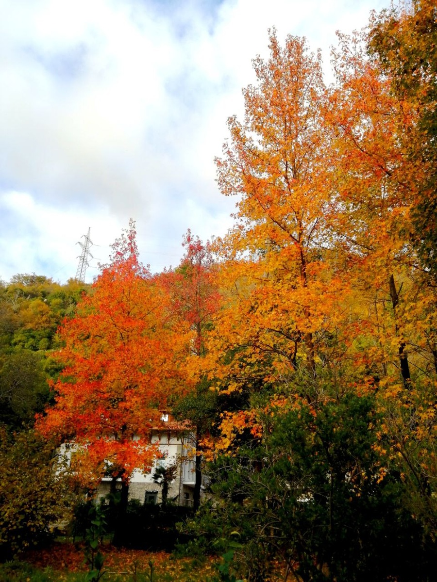 Красные японские клёны в Абхазии осенью.