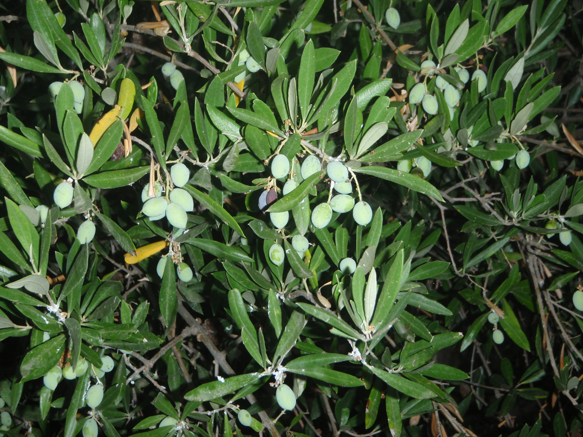 греческие оливки - самые лучшие