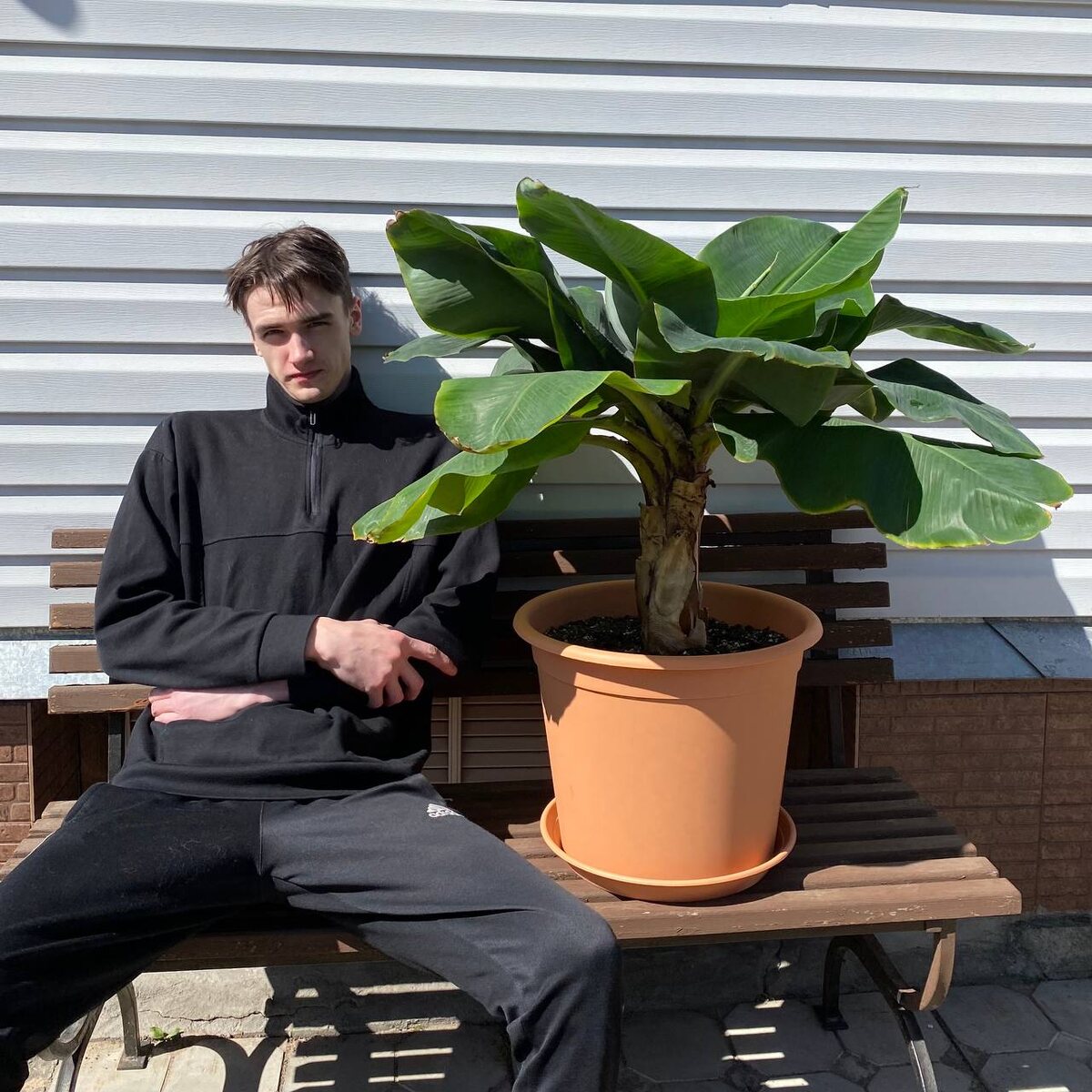 Банан Кавендиш - 90 см. (Musa acuminata "Dwarf Cavendish") фото plantsbelhouse.ru