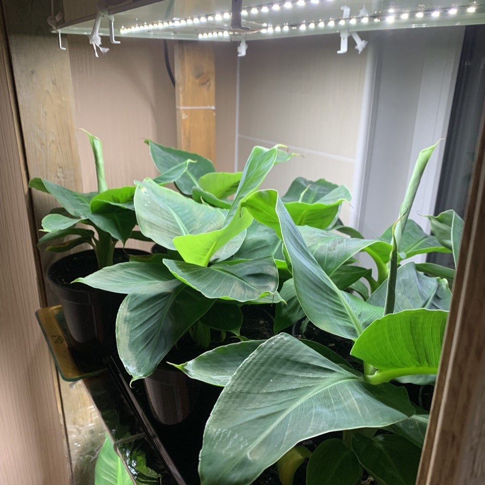 Банановая ферма фото plantsbelhouse.ru