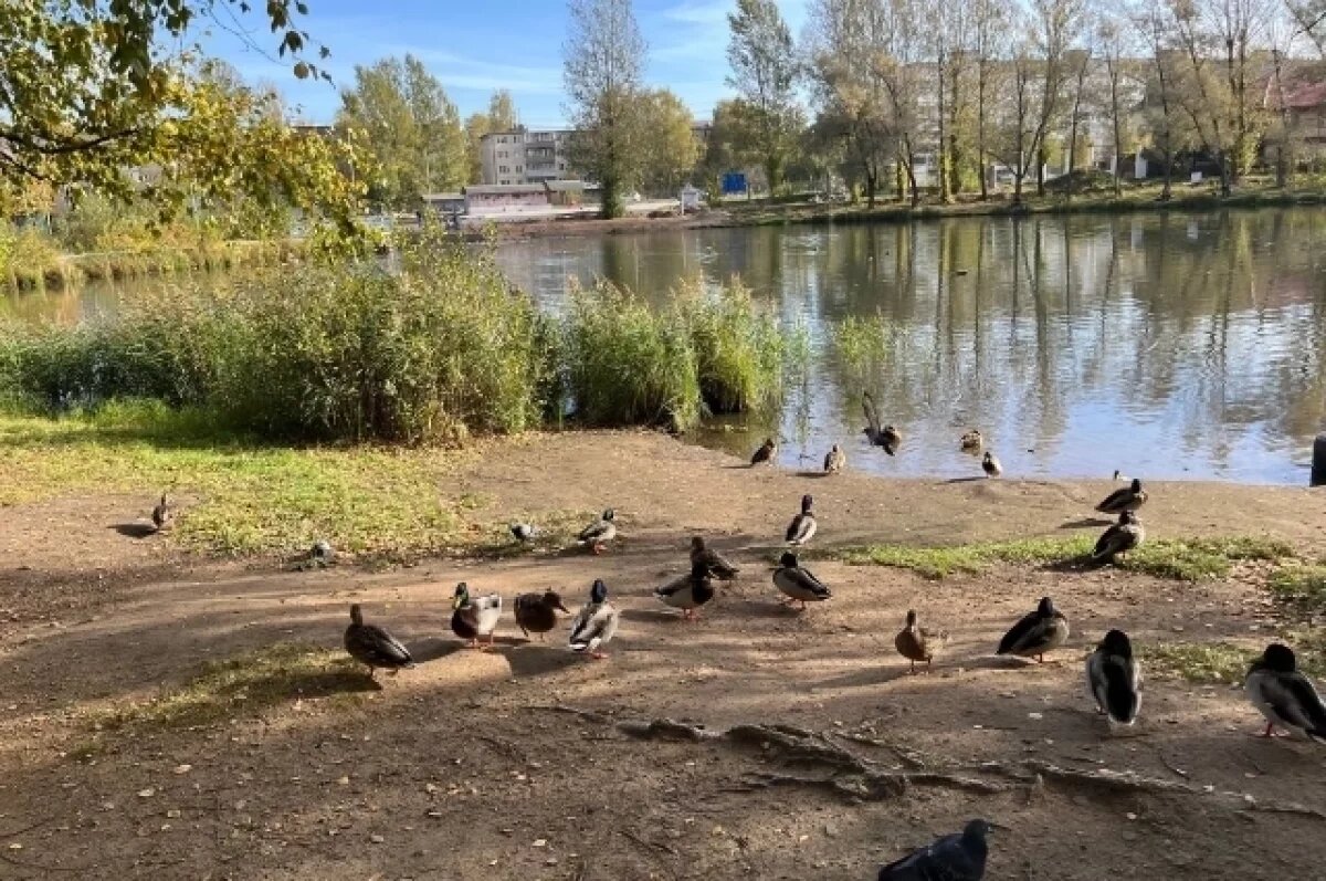    Ярославцы похвалили благоустройство в одном парке города