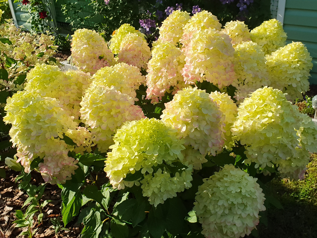 Граффити в стадии начала окрашивания цветов. 2024 г. Она прекрасна всегда!