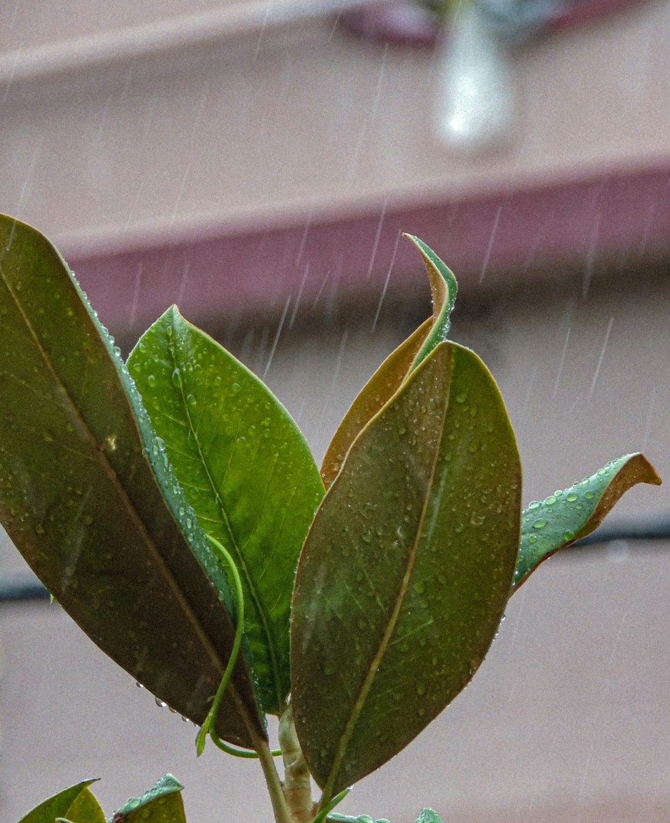    Photo by Monoswita Palchowdhury on Unsplash