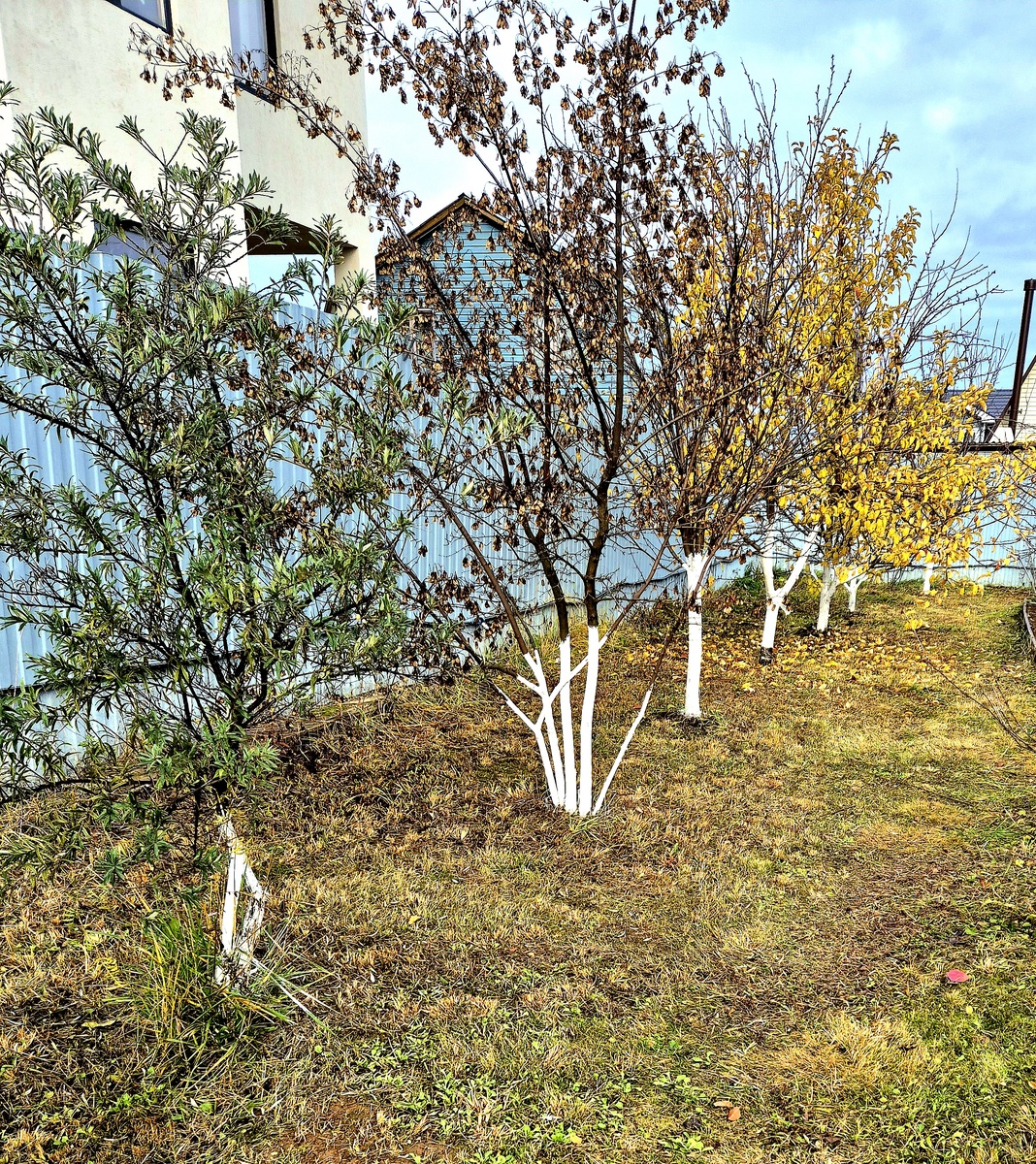 Сад в конце октября