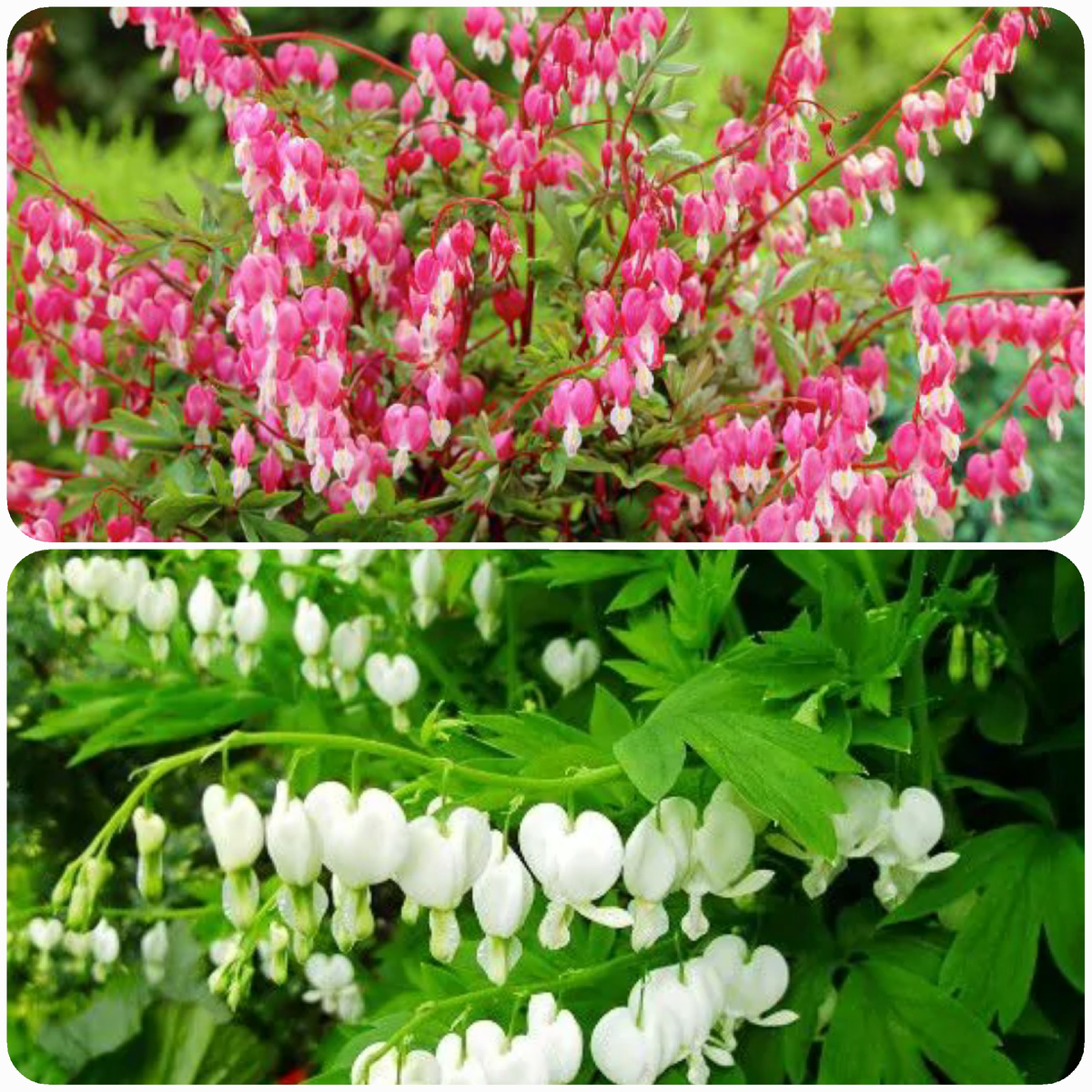 Дицентра (фото из интернета)