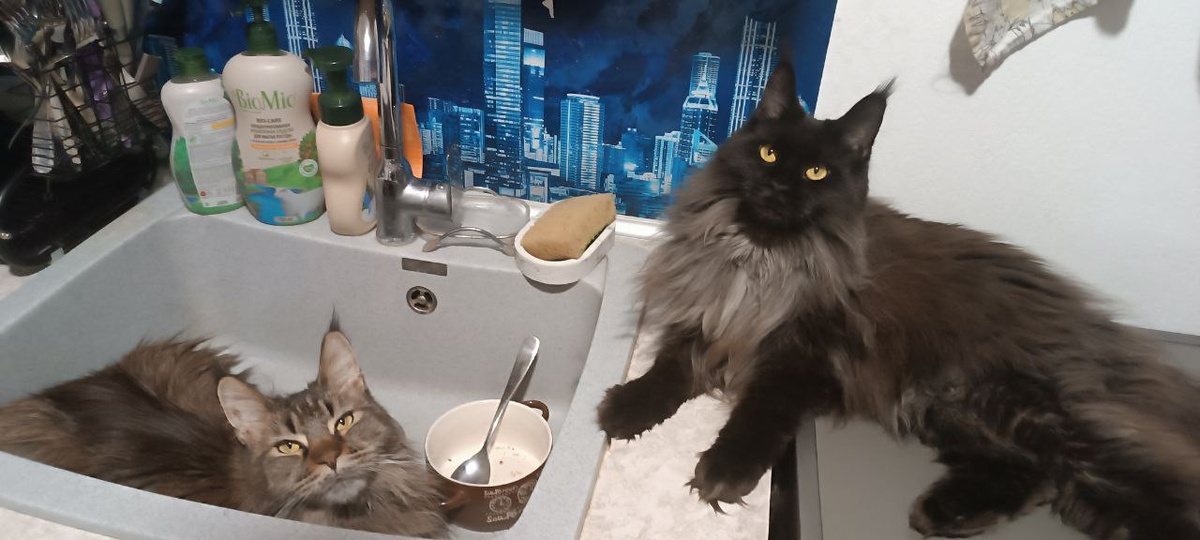 Это я с Бозей. А Двуногая только двуножьи поурчала...