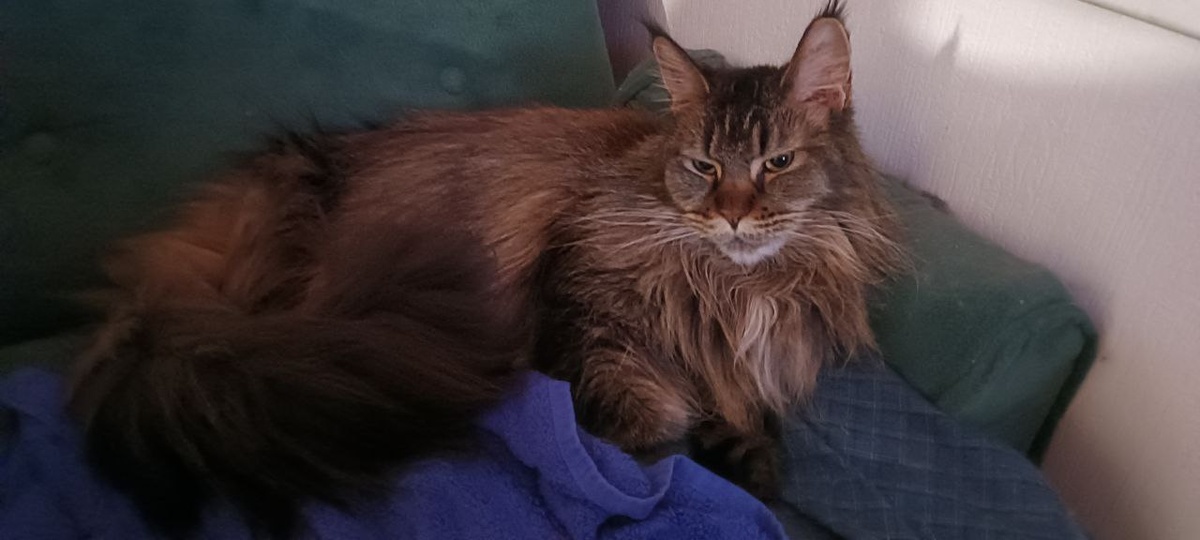 Вот тут она часто шкурку оставляет, а я потом на ней сплю!