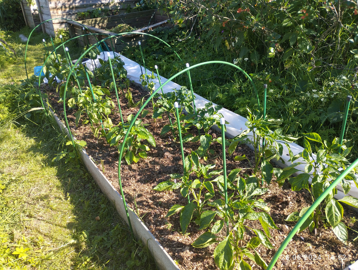 Сладкие перцы через месяц после высадки в открытый грунт