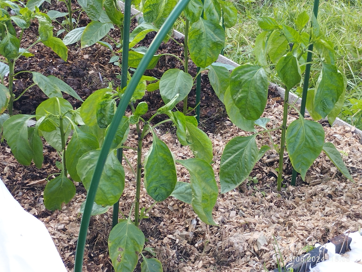 Сладкие перцы через месяц после высадки в открытый грунт