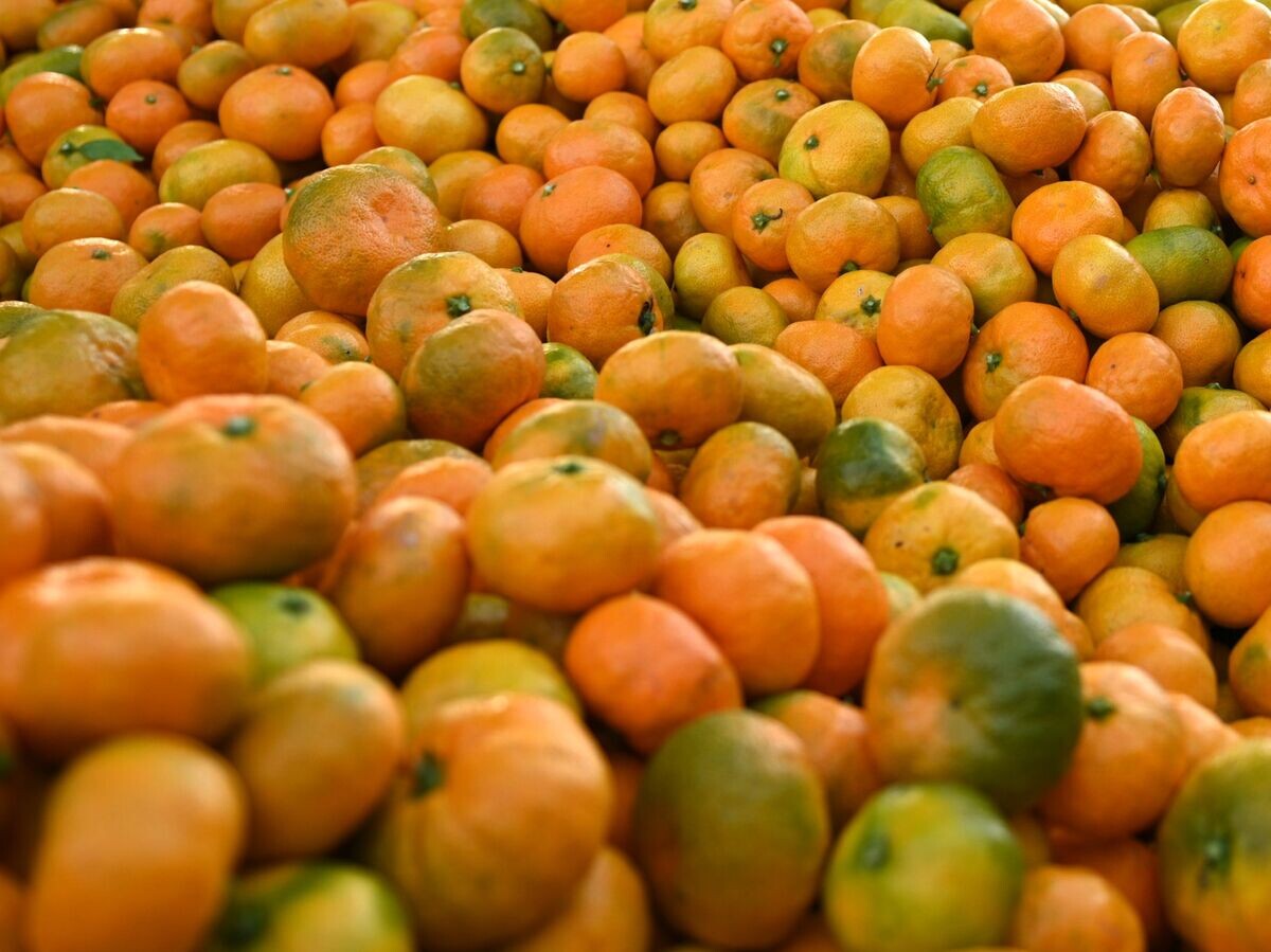    Сбор урожая мандаринов в Сочи© РИА Новости . Артур Лебедев