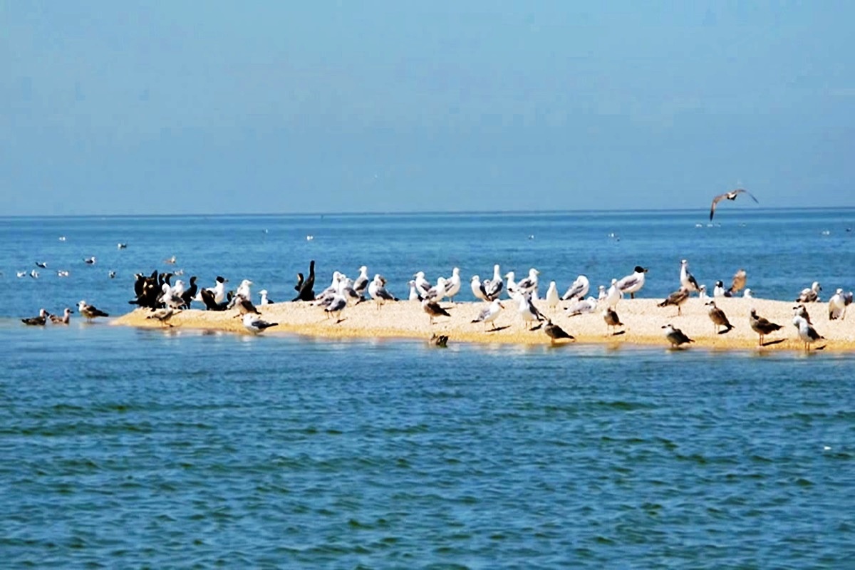 К сожалению, из-за сильных течений купаться на острове Ейская коса запрещено. Но не всем… Птицам – можно! 
Фото: администрация Ейского района