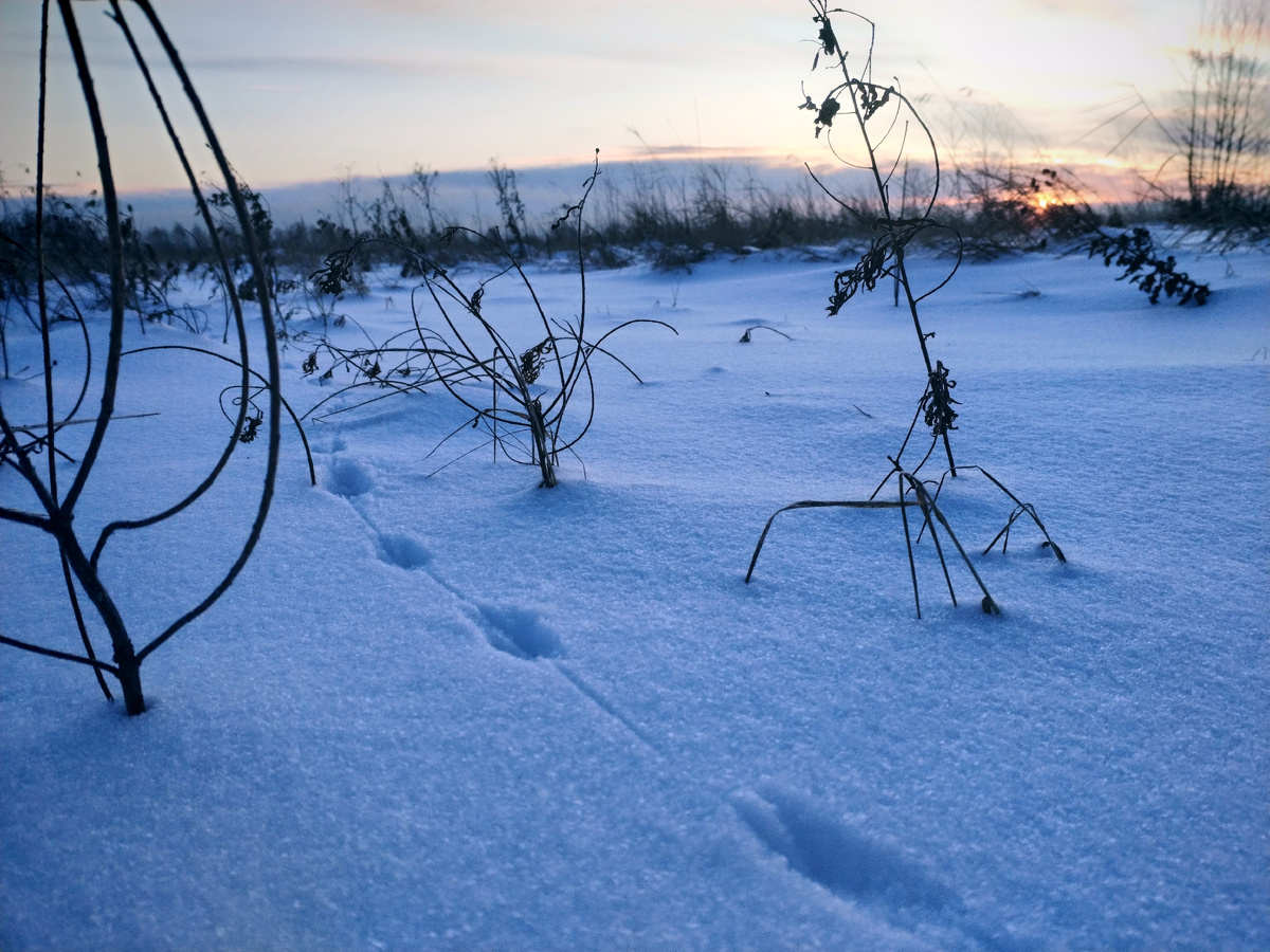 Чьи то следы)