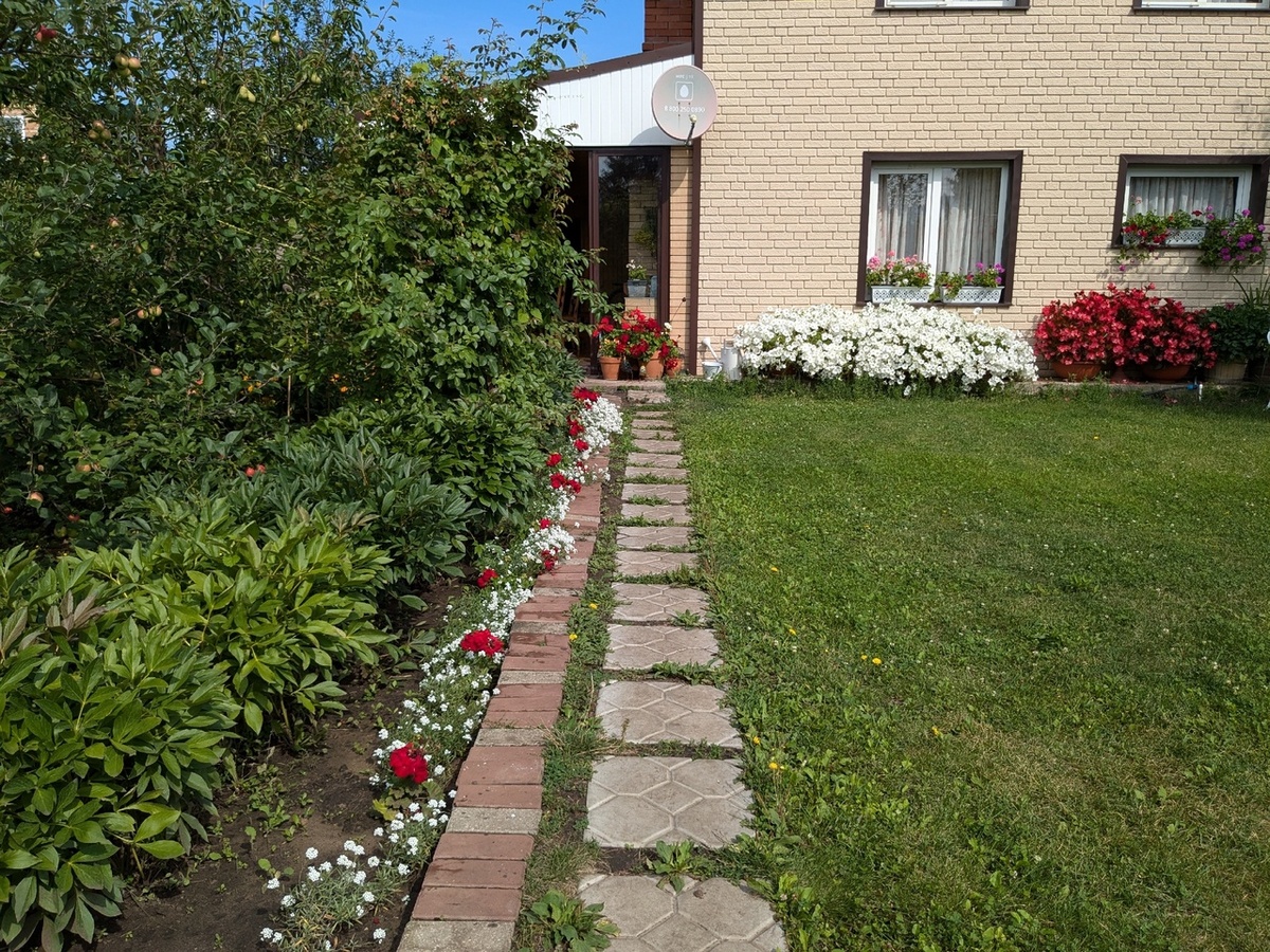 Бордюр из алиссума и пеларгоний прикрывает тюльпаны