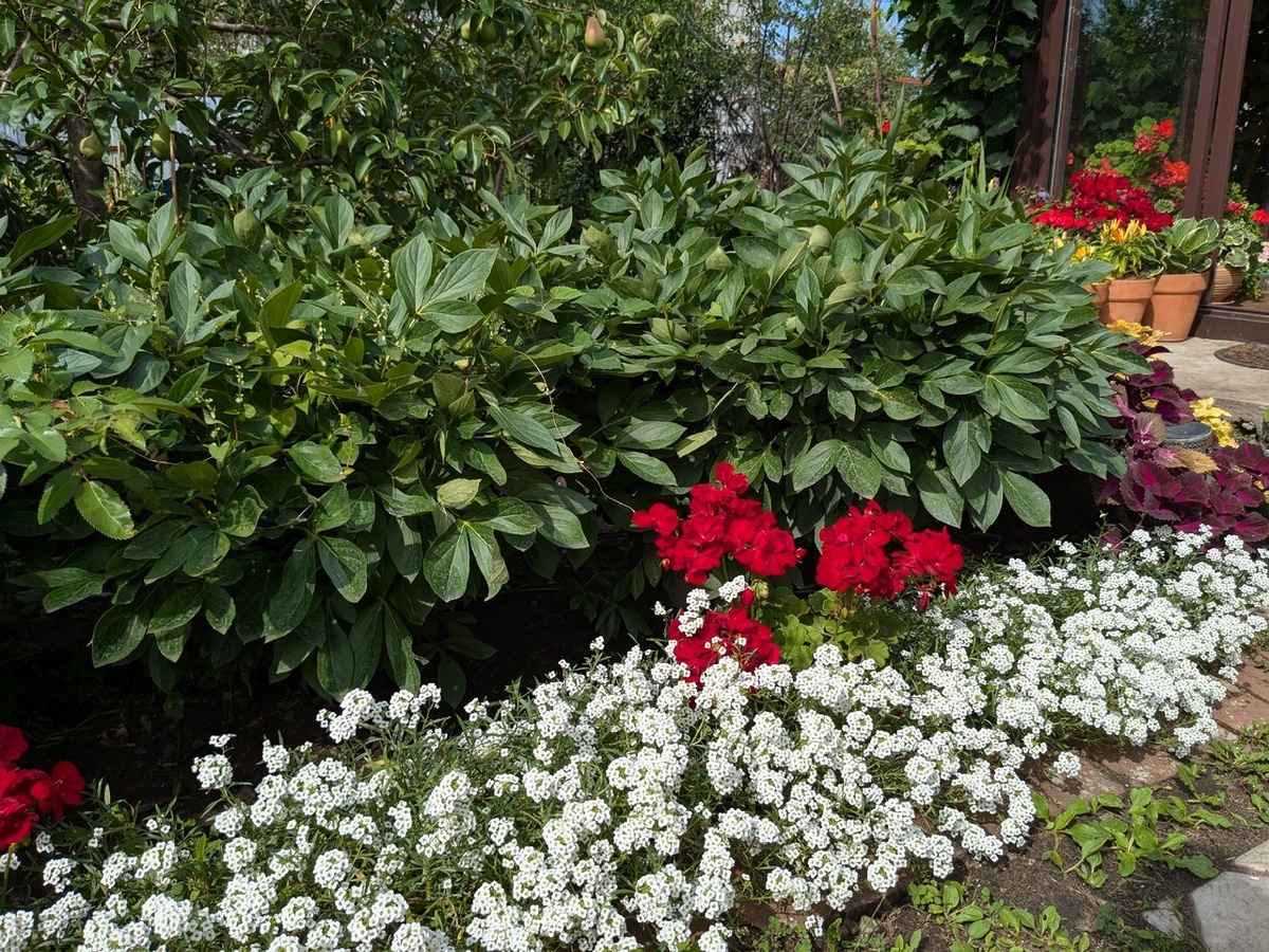 В ногах у пионов не скучно