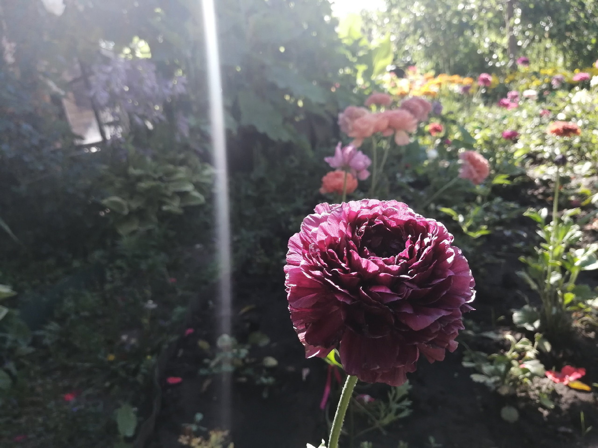 Июль, цветение садовых лютиков