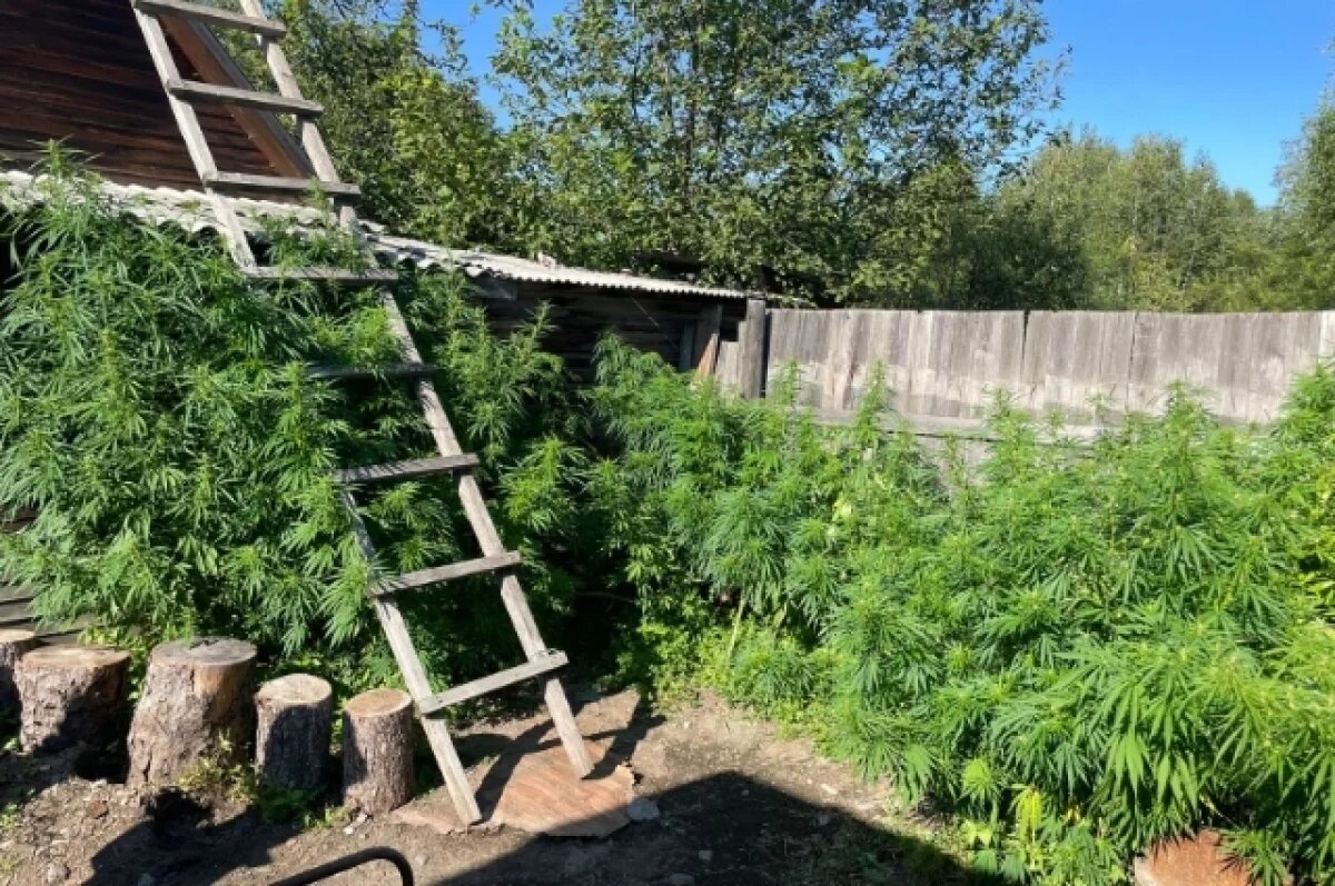    Тонны конопли обнаружили и уничтожили в Хабаровском крае