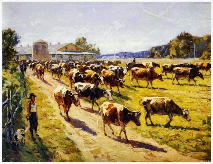 Колхозные коровы 