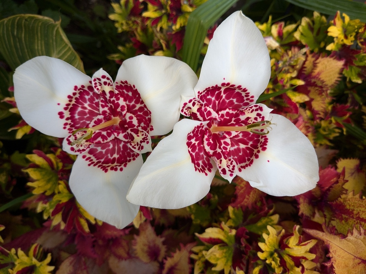 Тигридия цветет весь август