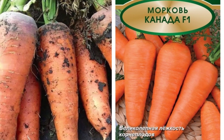 Ищу сорта моркови на 2025 год - для длительного хранения: беспроигрышный выбор. Хранится всю зиму идеально и для моркови мешков мало