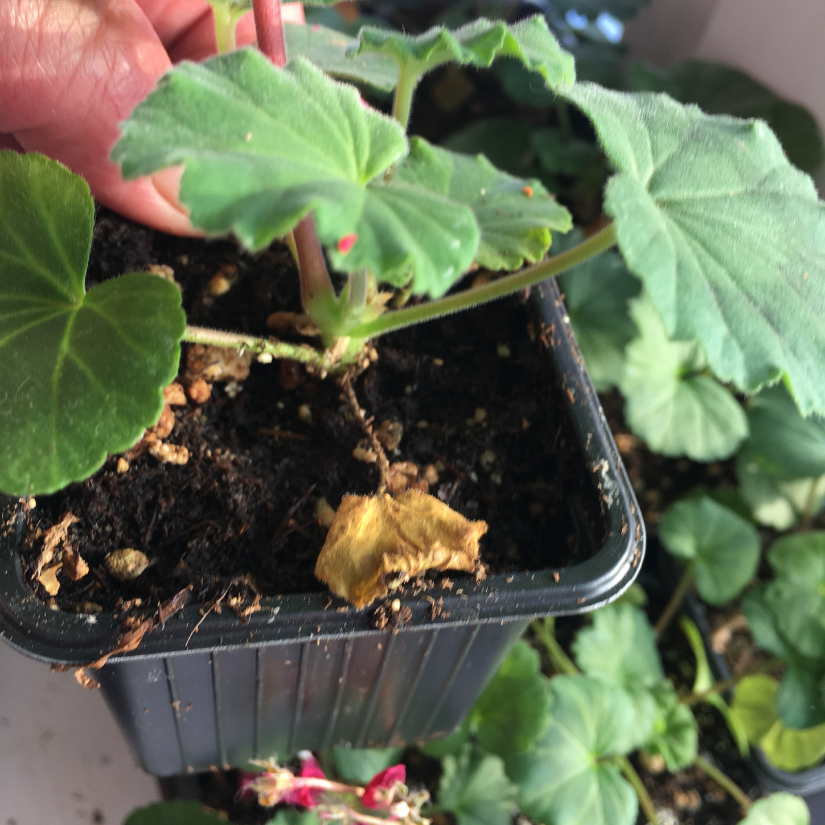 Так выглядит желтый сухой лист от пересушивания. Стаканчики маленькие - влага быстро испаряется и иногда случаются вот такие огрехи.