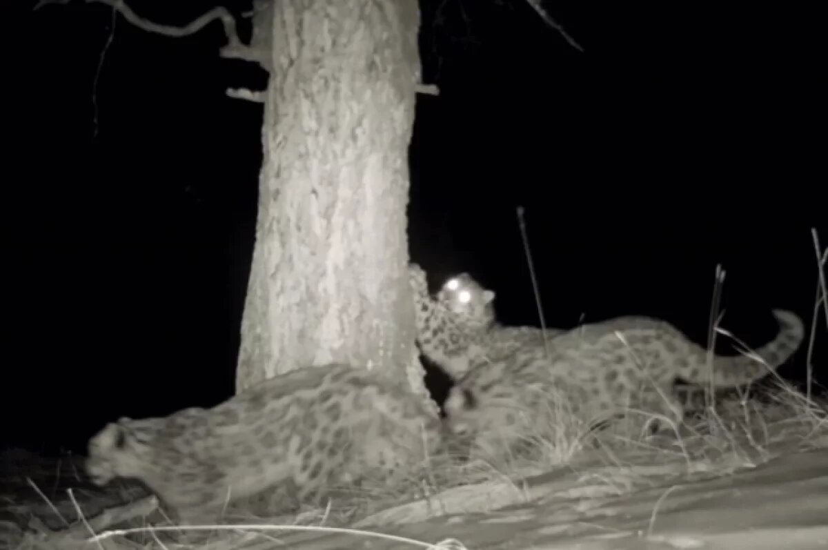    Семейство снежных барсов попало на камеры в Республике Алтай