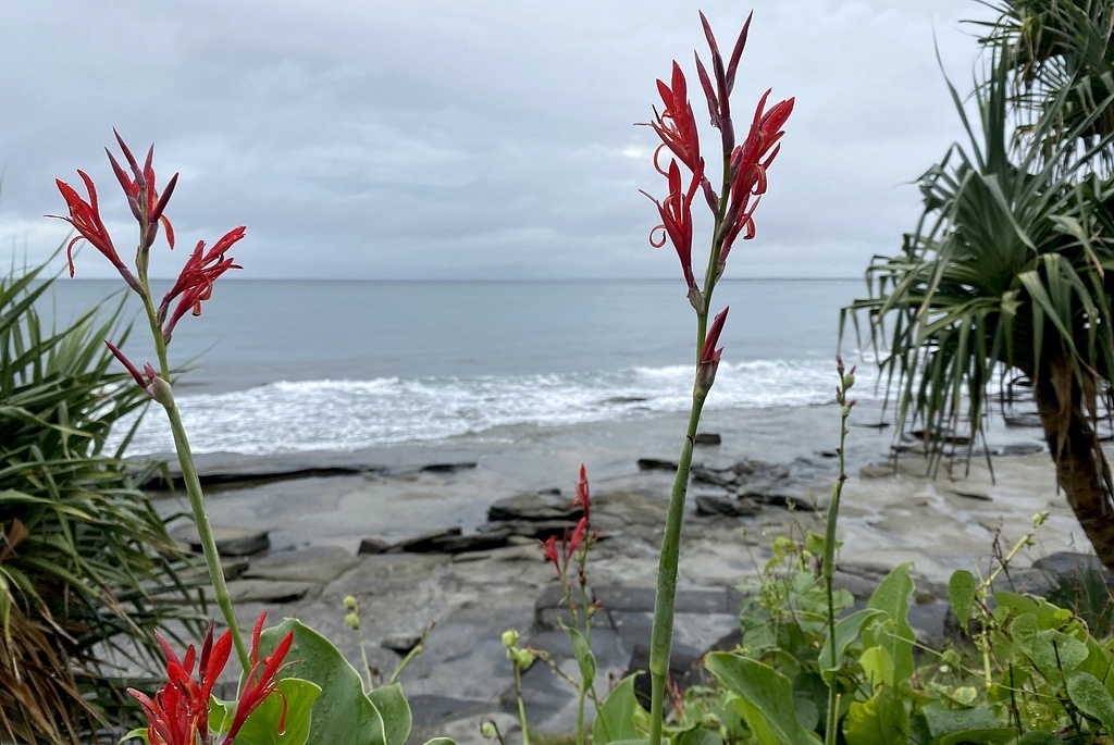 Канна индийская на кромке пляжа на Саншайн-Кост, Квинсленд, Австралия; здесь и далее - фото из домашнего архива