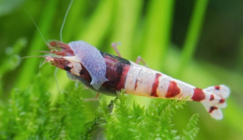 Планария на креветке