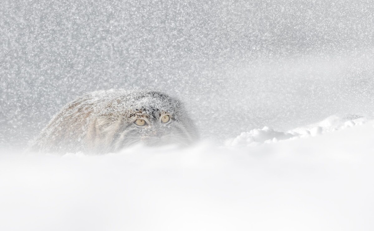 Чтобы не возникало вопросов о том, зачем котику густая шерсть. Фото: reactor.cc