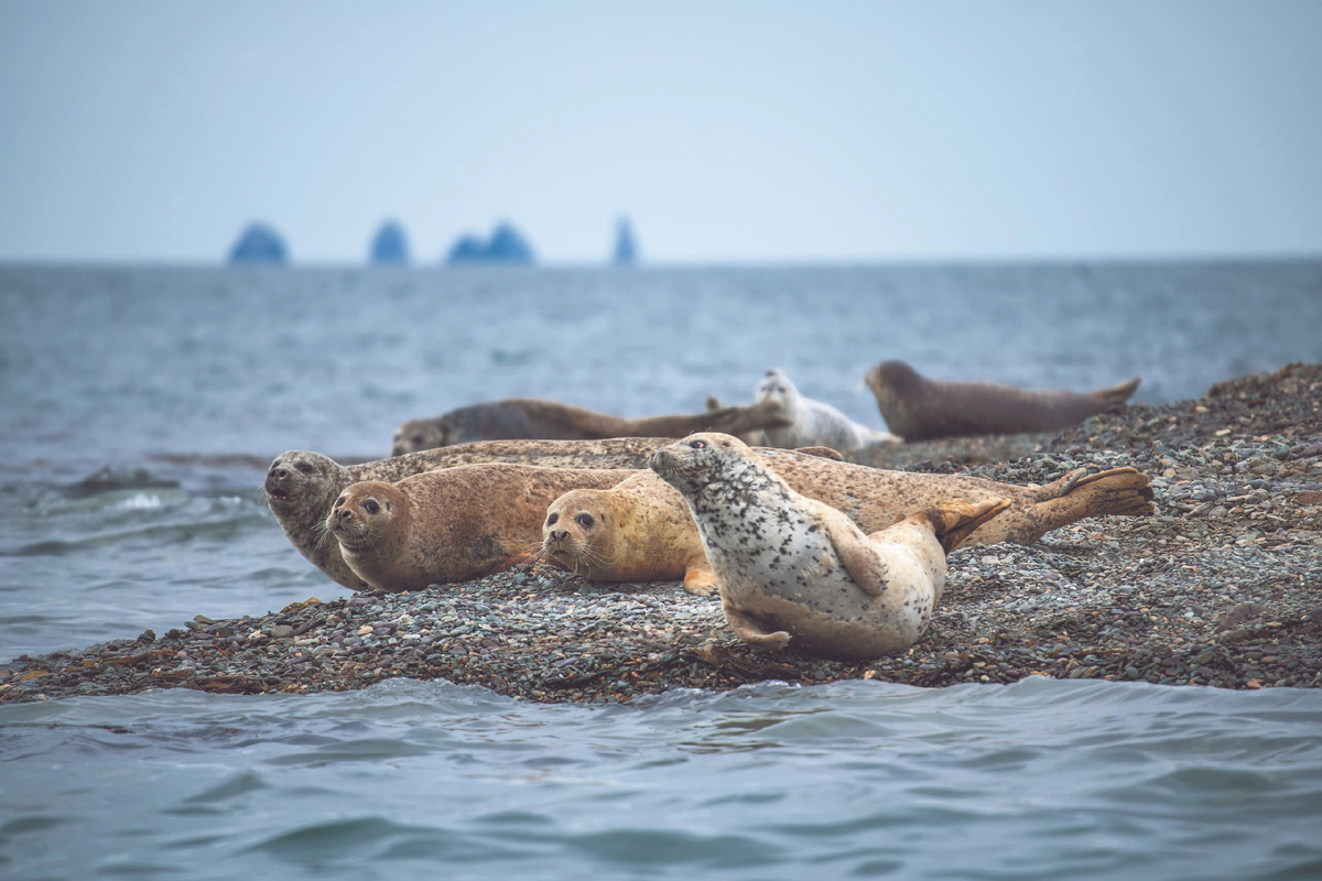 Тюлени-ларга по пути на о. Аскольд