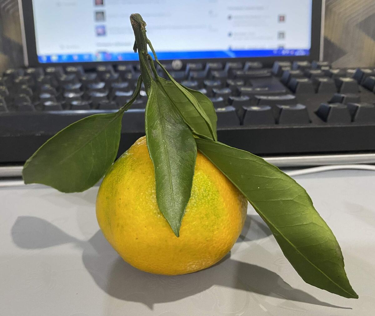 Недозревший мандарин. Фото автора