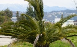    Накал страстей в лагере достиг пика во время девятой церемонии голосования