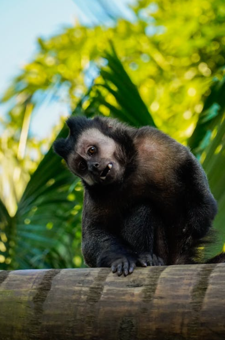 На фотографии изображена обезьяна(капуцин), сидящая на деревянной перекладине. Обезьяна имеет темно-коричневый мех и выразительные глаза. Вокруг неё видны зелёные листья, что указывает на то, что она находится в тропической местности.