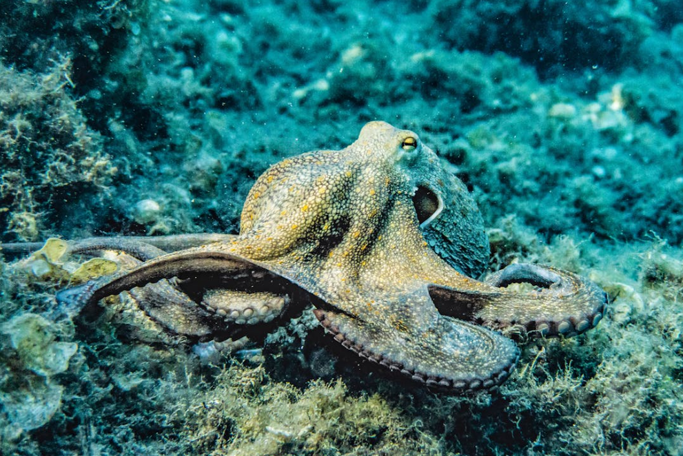На фотографии изображена осьминог, плавающая среди коралловых рифов. Она имеет серо-зеленую окраску, которая помогает ей маскироваться под окружающую среду. Каракатицы известны своей способностью менять цвет кожи для камуфляжа, что позволяет им оставаться незаметными для потенциальной добычи и хищников.
