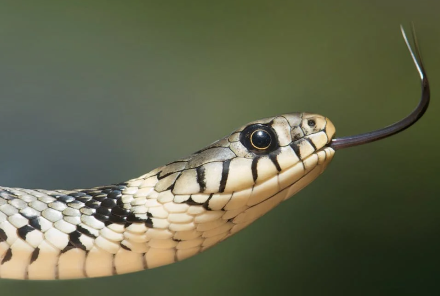 На изображении представлена змея с крупной головой и толстым телом. Её кожа покрыта характерным рисунком из чередующихся белых и черных полос, что создает контрастный узор. Голова змеи кажется относительно большой по сравнению с её телом, а форма головы напоминает треугольник. Цвет глаз змеи варьируется от золотистого до желтого оттенка, что добавляет контраста её внешнему виду. Змея открыла рот, показывая свои зубы, что может свидетельствовать о её готовности к атаке или защите.
