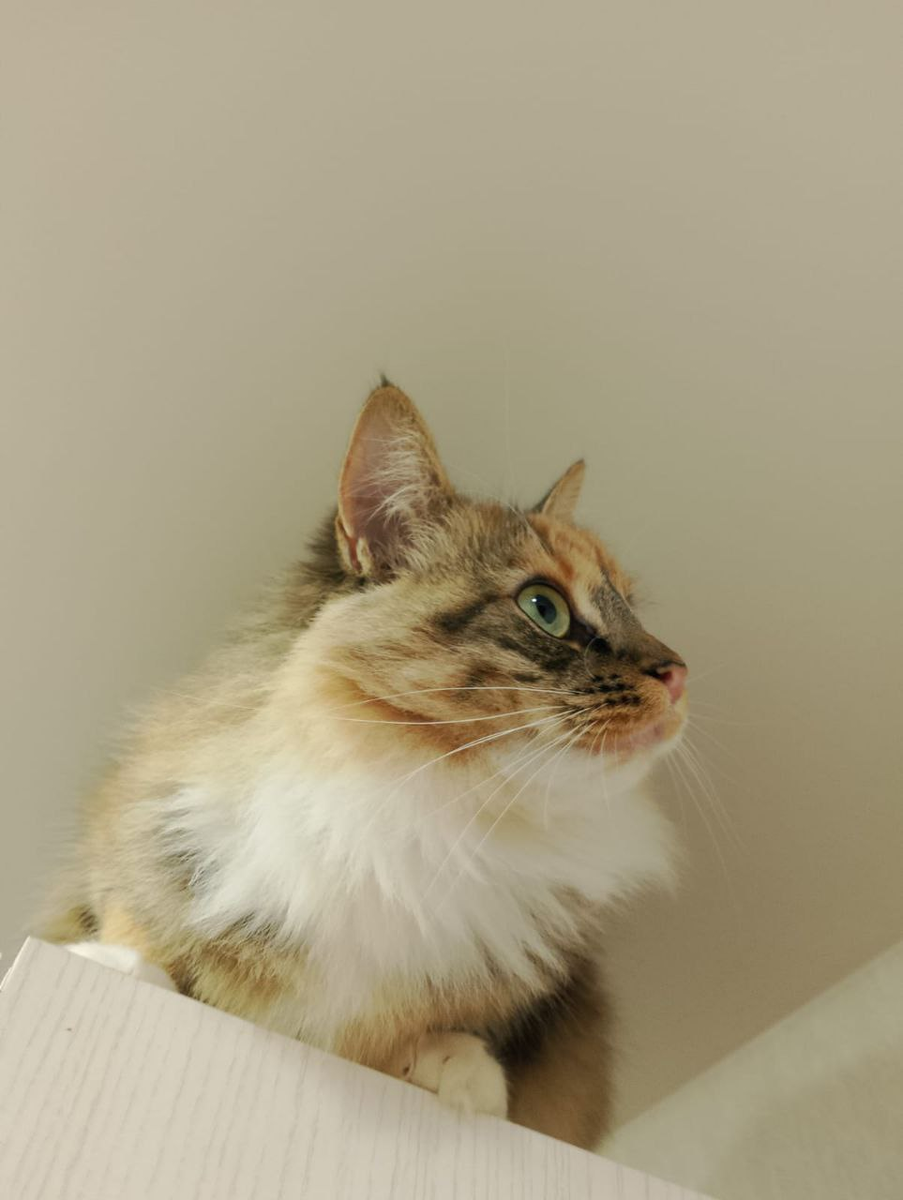 Сижу на шкафу 24/7, и никаких трат на "арготуры".