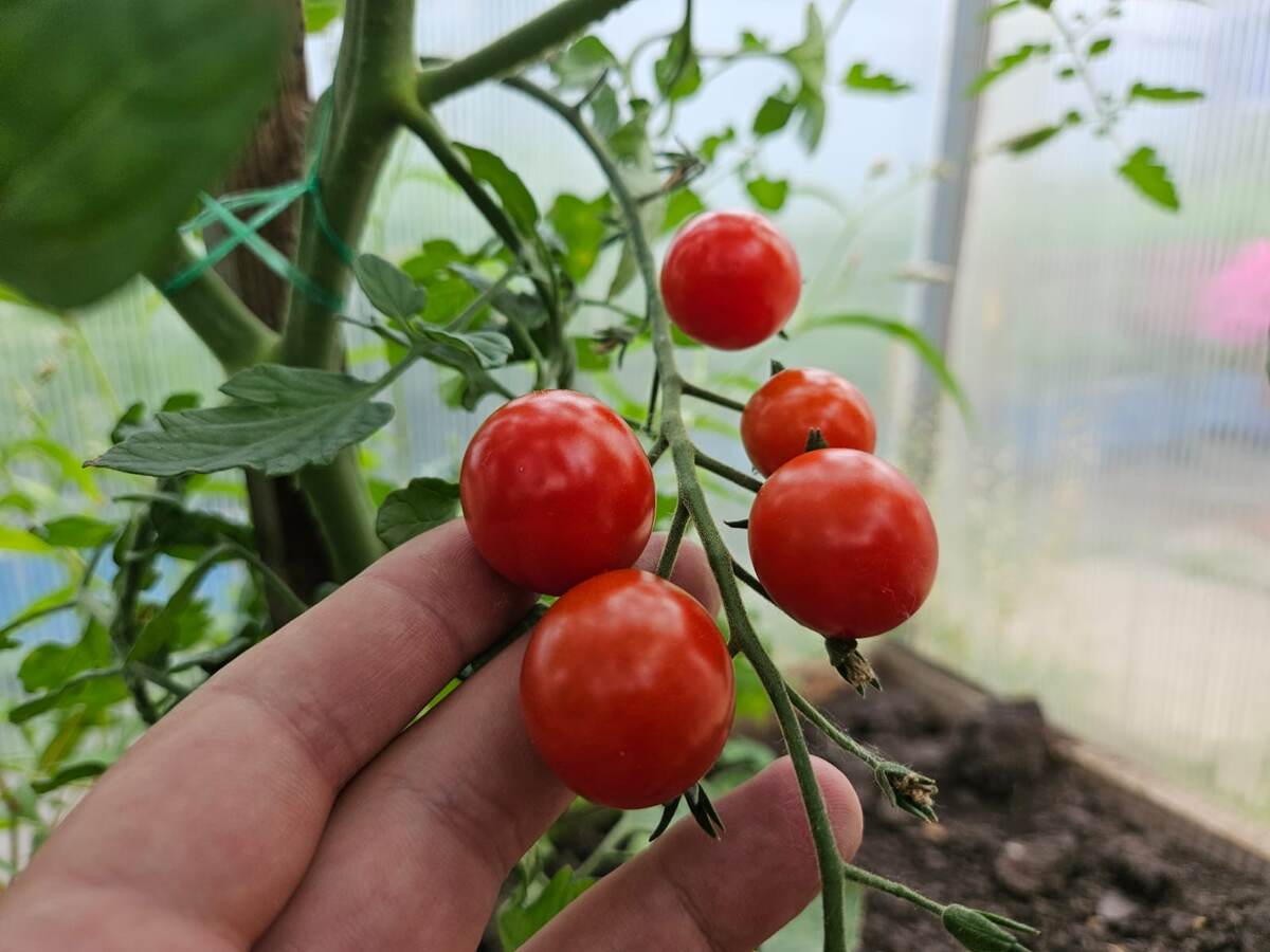 Как за такими помидорками в теплицу не сбегать летом?