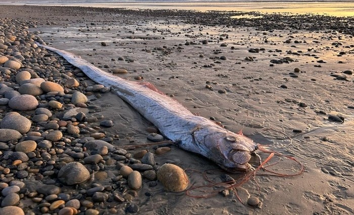    Редкую «рыбу Судного дня» выбросило на берег в Калифорнии