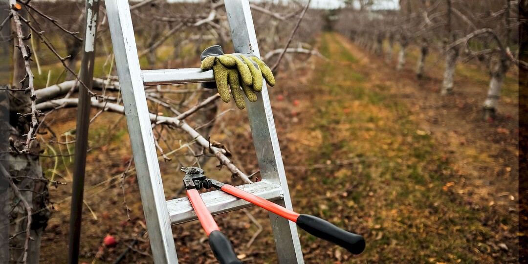 Как не навредить саду обрезкой: нужно ли обрезать плодовые деревья поздней осенью или выбрать другое время