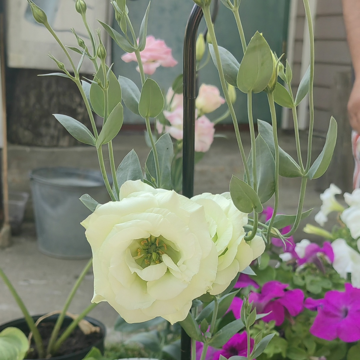 Эустома (лизантус) F1 Мариарчи лайм. Высокая.