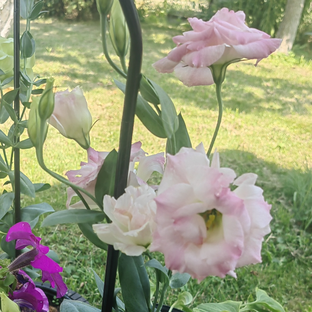 Эустома. F1 Мариарчи Мисти пинк.