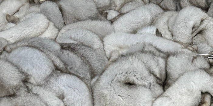 Шкурки животных