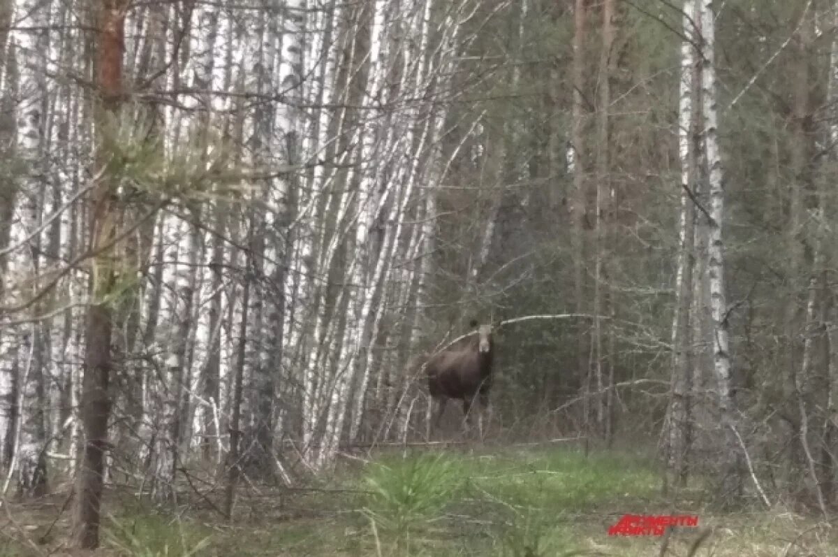    Санврачи рассказали воронежцам о бешенных лосе и кунице